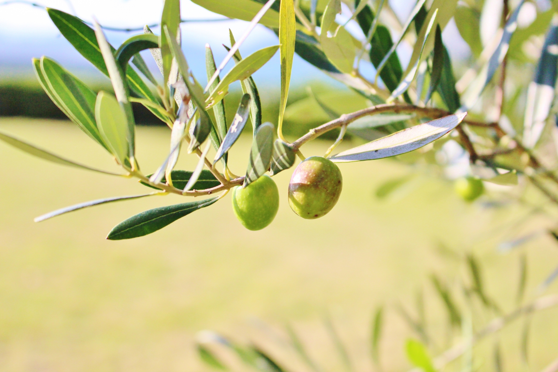 Оливки и маслины дерево фото