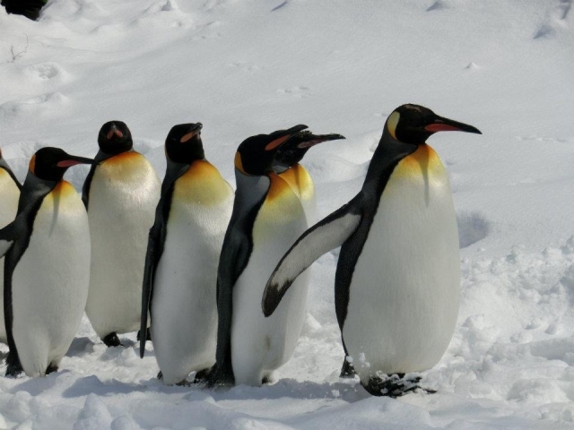 ペンギン系女子とはどんな意味？
