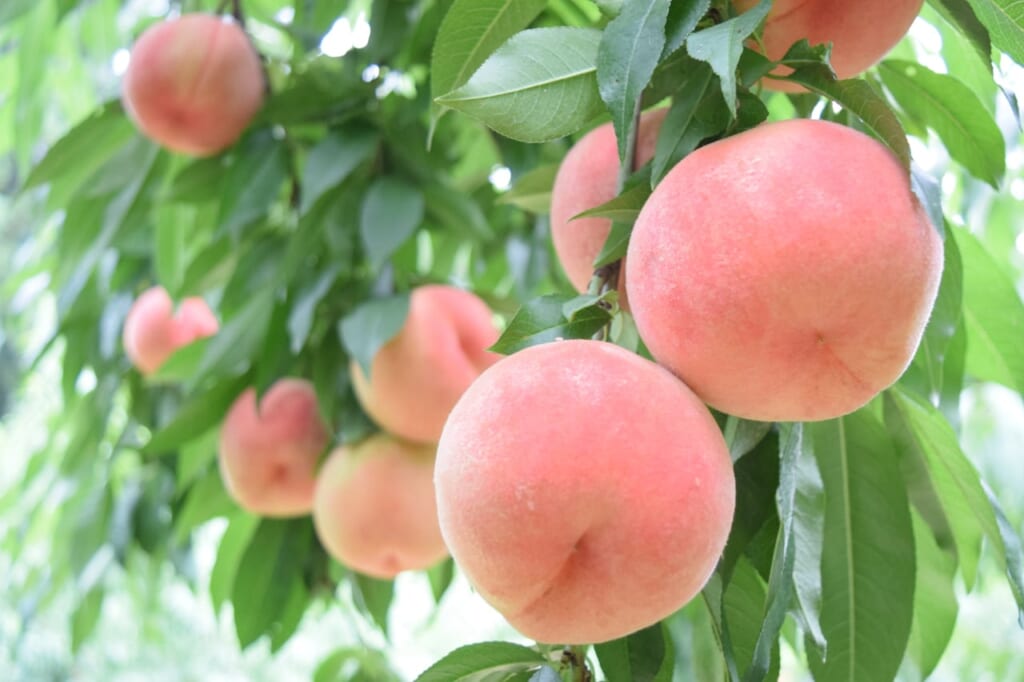 桃の栄養は果肉以外にも満点