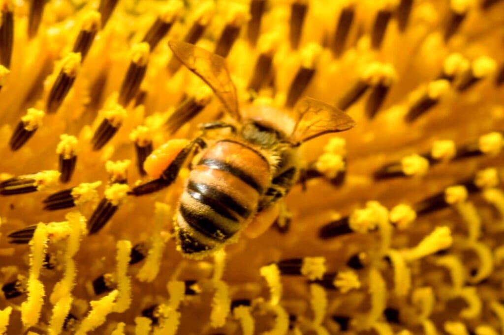 蜂に刺される夢の意味と見たときの対処法-6